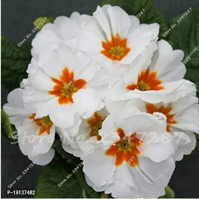 Flower Seeds 70 Pcsprimrose Seedflower, Primula Malacoides, Seeds Seasons, Indoor Flower Seeds, Easy Grow: 19-thumb3