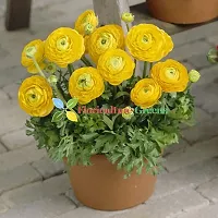 Floriculture Greens Ranunculus Flower Blulb Hybrid Bulbs for Home  Garden (Yellow, Pack Of 10 Bulbs)-thumb1