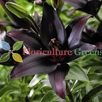 Floriculture Greens Winter Flower Bulbs Oriental Lily Imported Flower Bulbs for Home  Garden (Black, Pack of 6 Bulbs)-thumb2