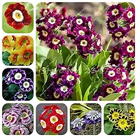 Flower Seeds 70 Pcsprimrose Seedflower, Primula Malacoides, Seeds Seasons, Indoor Flower Seeds, Easy Grow: 19-thumb1