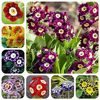Flower Seeds 70 Pcsprimrose Seedflower, Primula Malacoides, Seeds Seasons, Indoor Flower Seeds, Easy Grow: 19-thumb2