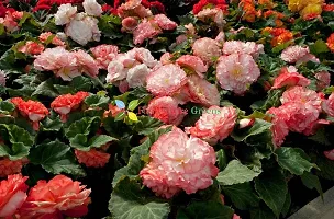 Floriculture Greens Imp. Begonia Flower Hybrid Bulbs For Home Gardening Planting (Nonstop Rose Begonia, Pack Of 2 Bulbs)-thumb1