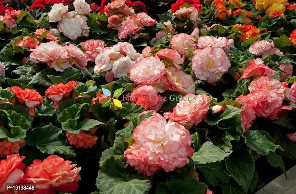 Floriculture Greens Imp. Begonia Flower Hybrid Bulbs For Home Gardening Planting (Nonstop Rose Begonia, Pack Of 2 Bulbs)-thumb2