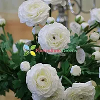 Floriculture Greens Ranunculus Flower Blulb Hybrid Bulbs for Home  Garden (White, Pack Of 10 Bulbs)-thumb3