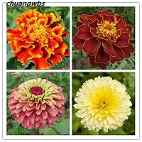 70 Pcsflower Seeds Marigold Flower Beautiful Family Flower For Home Garden Seeds-thumb1