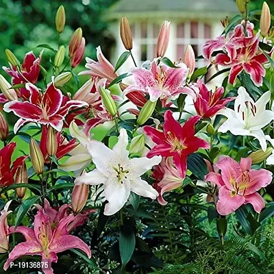 Floriculture Greens Winter Flower Bulbs Oriental Lily Imported Flower Bulbs for Home  Garden (Multi Colors, Pack of 6 Bulbs)