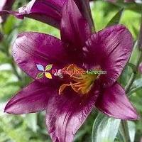 Floriculture Greens Winter Flower Bulbs Oriental Lily Imported Flower Bulbs for Home  Garden (Purple, Pack of 6 Bulbs)-thumb3