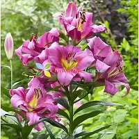 Floriculture Greens Winter Flower Bulbs Oriental Lily Imported Flower Bulbs for Home  Garden (Purple, Pack of 6 Bulbs)-thumb4