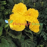 Floriculture Greens Imp. Begonia Flower Hybrid Bulbs For Home Gardening Planting (Nonstop Mocca Yellow Begonia, Pack Of 2 Bulbs)-thumb3