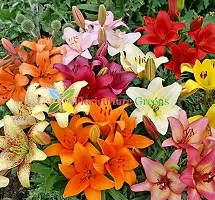 Floriculture Greens Winter Flower Bulbs Oriental Lily Imported Flower Bulbs for Home  Garden (Multi Colors, Pack of 6 Bulbs)-thumb1