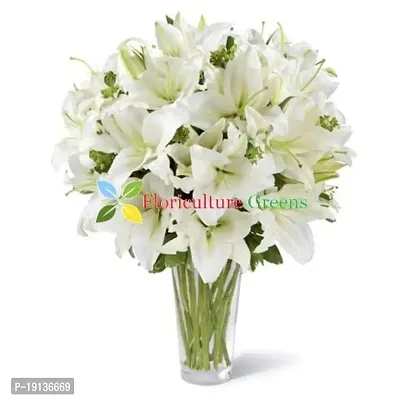 Floriculture Greens Winter Flower Bulbs Oriental Lily Imported Flower Bulbs for Home  Garden (Snow White, Pack of 6 Bulbs)-thumb4