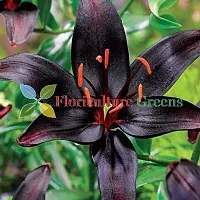 Floriculture Greens Winter Flower Bulbs Oriental Lily Imported Flower Bulbs for Home  Garden (Black, Pack of 6 Bulbs)-thumb1