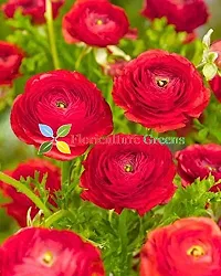 Floriculture Greens Ranunculus Flower Blulb Hybrid Bulbs for Home  Garden (Red, Pack Of 10 Bulbs)-thumb2