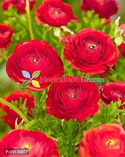 Floriculture Greens Ranunculus Flower Blulb Hybrid Bulbs for Home  Garden (Red, Pack Of 10 Bulbs)-thumb3