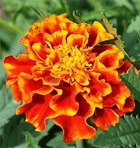 70 Pcsflower Seeds Marigold Flower Beautiful Family Flower For Home Garden Seeds-thumb2