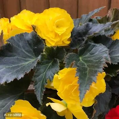 Floriculture Greens Imp. Begonia Flower Hybrid Bulbs For Home Gardening Planting (Nonstop Mocca Yellow Begonia, Pack Of 2 Bulbs)-thumb0