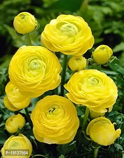 Floriculture Greens Ranunculus Flower Blulb Hybrid Bulbs for Home  Garden (Yellow, Pack Of 10 Bulbs)