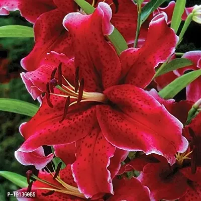 Floriculture Greens Winter Flower Bulbs Oriental Lily Imported Flower Bulbs for Home  Garden (Red, Pack of 6 Bulbs)-thumb0