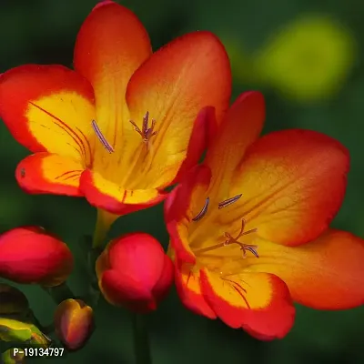 Floriculture Greens Flower Bulbs IMP. Freesia Orange Aromatic Flowers Bulbs Pack of-thumb0