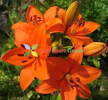 Floriculture Greens Winter Flower Bulbs Oriental Lily Imported Flower Bulbs For Home  Garden (Orange, Pack Of 2 Bulbs)-thumb1