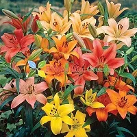 Floriculture Greens Winter Flower Bulbs Oriental Lily Imported Flower Bulbs for Home  Garden (Multi Colors, Pack of 6 Bulbs)-thumb4