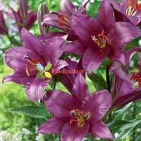 Floriculture Greens Winter Flower Bulbs Oriental Lily Imported Flower Bulbs for Home  Garden (Purple, Pack of 6 Bulbs)-thumb2