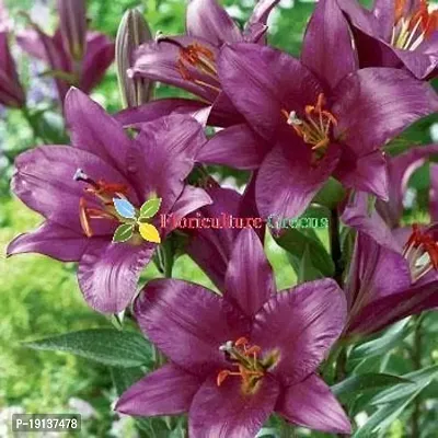 Floriculture Greens Winter Flower Bulbs Oriental Lily Imported Flower Bulbs for Home  Garden (Purple, Pack of 6 Bulbs)-thumb3