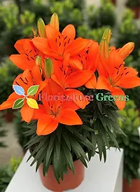 Floriculture Greens Winter Flower Bulbs Oriental Lily Imported Flower Bulbs For Home  Garden (Orange, Pack Of 2 Bulbs)-thumb2