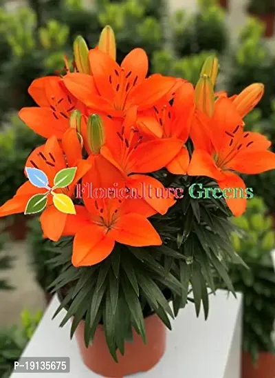 Floriculture Greens Winter Flower Bulbs Oriental Lily Imported Flower Bulbs For Home  Garden (Orange, Pack Of 2 Bulbs)-thumb3