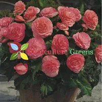 Floriculture Greens Imp. Begonia Flower Hybrid Bulbs For Home Gardening Planting (Pink Begonia, Pack Of 4 Bulbs)-thumb4