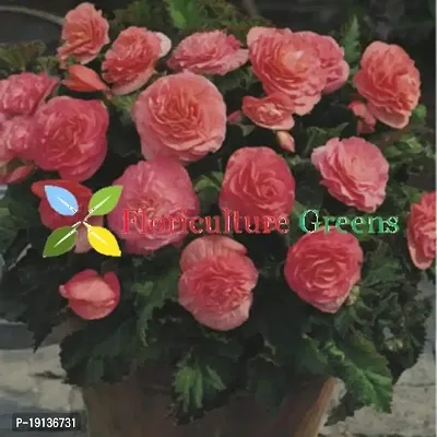 Floriculture Greens Imp. Begonia Flower Hybrid Bulbs For Home Gardening Planting (Pink Begonia, Pack Of 4 Bulbs)-thumb5