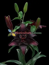 Floriculture Greens Winter Flower Bulbs Oriental Lily Imported Flower Bulbs for Home  Garden (Black, Pack of 6 Bulbs)-thumb3