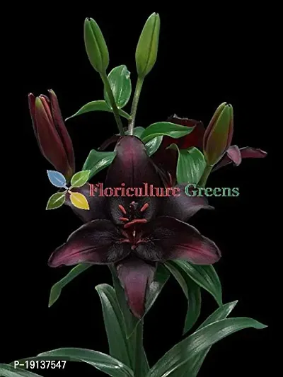 Floriculture Greens Winter Flower Bulbs Oriental Lily Imported Flower Bulbs for Home  Garden (Black, Pack of 6 Bulbs)-thumb4