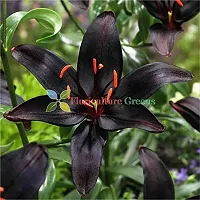 Floriculture Greens Winter Flower Bulbs Oriental Lily Imported Flower Bulbs for Home  Garden (Black, Pack of 6 Bulbs)-thumb4