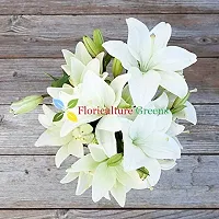 Floriculture Greens Winter Flower Bulbs Oriental Lily Imported Flower Bulbs for Home  Garden (Snow White, Pack of 6 Bulbs)-thumb2