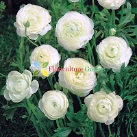 Floriculture Greens Ranunculus Flower Blulb Hybrid Bulbs for Home  Garden (White, Pack Of 10 Bulbs)-thumb1