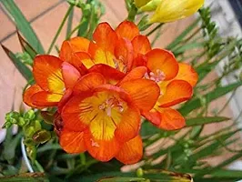 Floriculture Greens Flower Bulbs IMP. Freesia Orange Aromatic Flowers Bulbs Pack of-thumb1