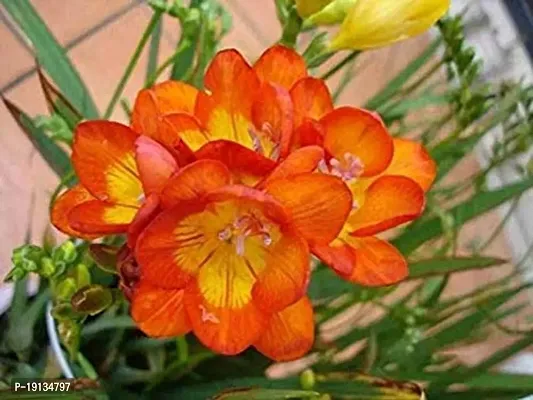 Floriculture Greens Flower Bulbs IMP. Freesia Orange Aromatic Flowers Bulbs Pack of-thumb2