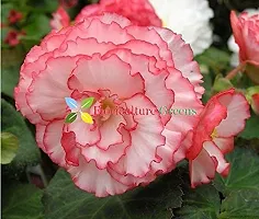 Floriculture Greens Imp. Begonia Flower Hybrid Bulbs For Home Gardening Planting (Nonstop Rose Begonia, Pack Of 2 Bulbs)-thumb4