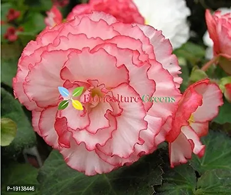 Floriculture Greens Imp. Begonia Flower Hybrid Bulbs For Home Gardening Planting (Nonstop Rose Begonia, Pack Of 2 Bulbs)-thumb5