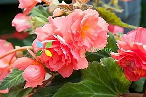 Floriculture Greens Imp. Begonia Flower Hybrid Bulbs For Home Gardening Planting (Pink Begonia, Pack Of 4 Bulbs)-thumb3