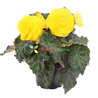 Floriculture Greens Imp. Begonia Flower Hybrid Bulbs For Home Gardening Planting (Nonstop Mocca Yellow Begonia, Pack Of 2 Bulbs)-thumb1