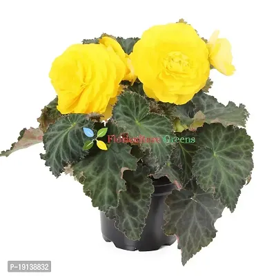 Floriculture Greens Imp. Begonia Flower Hybrid Bulbs For Home Gardening Planting (Nonstop Mocca Yellow Begonia, Pack Of 2 Bulbs)-thumb2