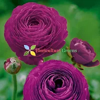 Floriculture Greens Ranunculus Flower Blulb Hybrid Bulbs for Home  Garden (Purple, Pack Of 10 Bulbs)-thumb3