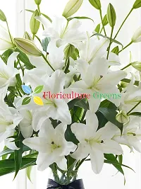 Floriculture Greens Winter Flower Bulbs Oriental Lily Imported Flower Bulbs for Home  Garden (Snow White, Pack of 6 Bulbs)-thumb4