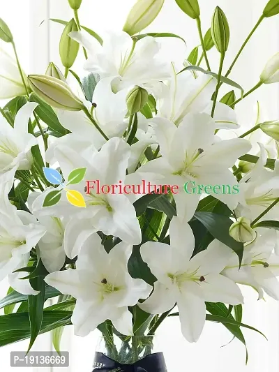 Floriculture Greens Winter Flower Bulbs Oriental Lily Imported Flower Bulbs for Home  Garden (Snow White, Pack of 6 Bulbs)-thumb5