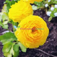 Floriculture Greens Ranunculus Flower Blulb Hybrid Bulbs for Home  Garden (Yellow, Pack Of 10 Bulbs)-thumb2