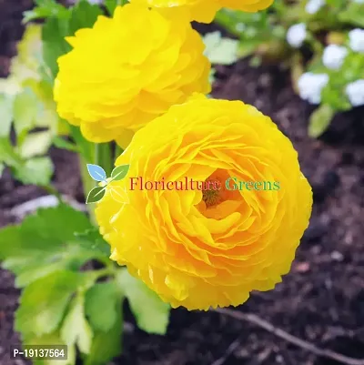 Floriculture Greens Ranunculus Flower Blulb Hybrid Bulbs for Home  Garden (Yellow, Pack Of 10 Bulbs)-thumb3