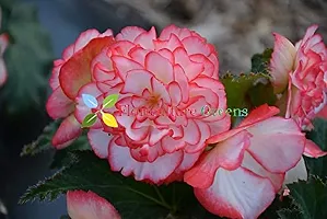 Floriculture Greens Imp. Begonia Flower Hybrid Bulbs For Home Gardening Planting (Nonstop Rose Begonia, Pack Of 2 Bulbs)-thumb3