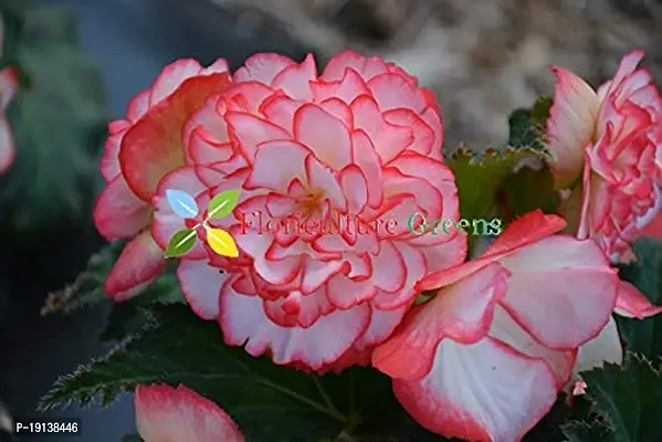 Floriculture Greens Imp. Begonia Flower Hybrid Bulbs For Home Gardening Planting (Nonstop Rose Begonia, Pack Of 2 Bulbs)-thumb4